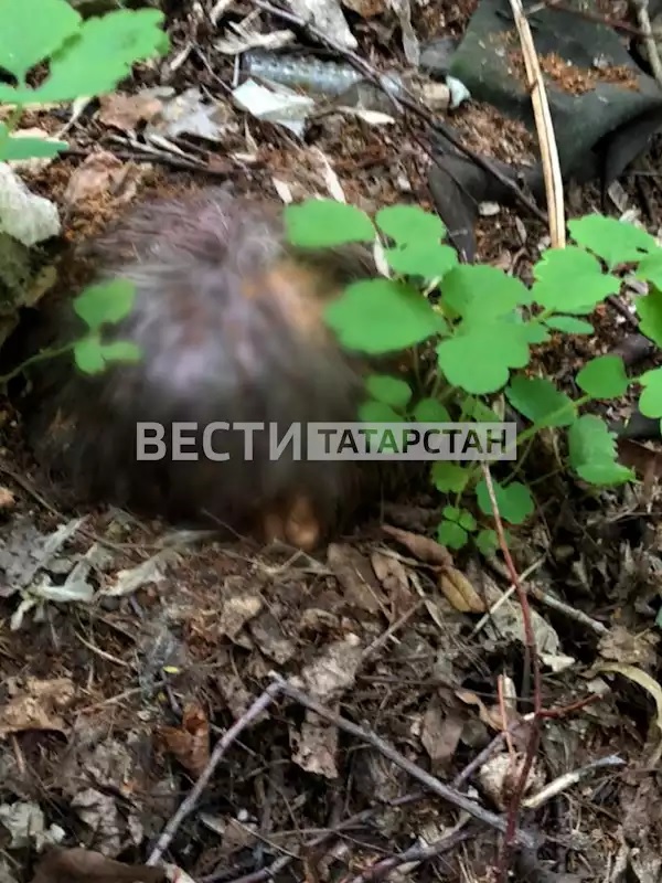 фейковая голова