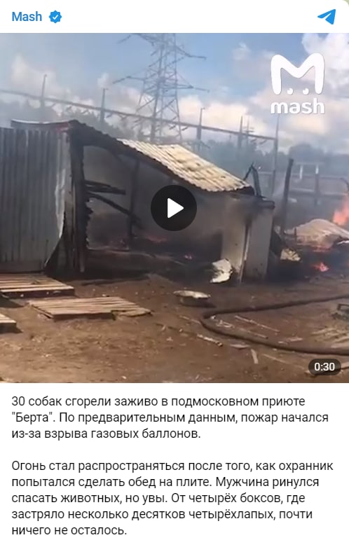 Фейк: В подмосковном приюте для животных заживо сгорели 30 собак
