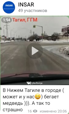 в Нижнем Тагиле медведь гонялся за человеком
