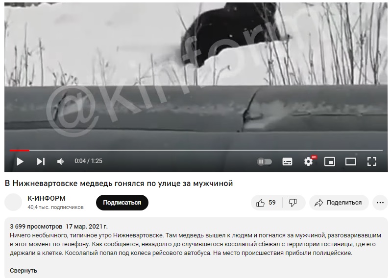 медведь1