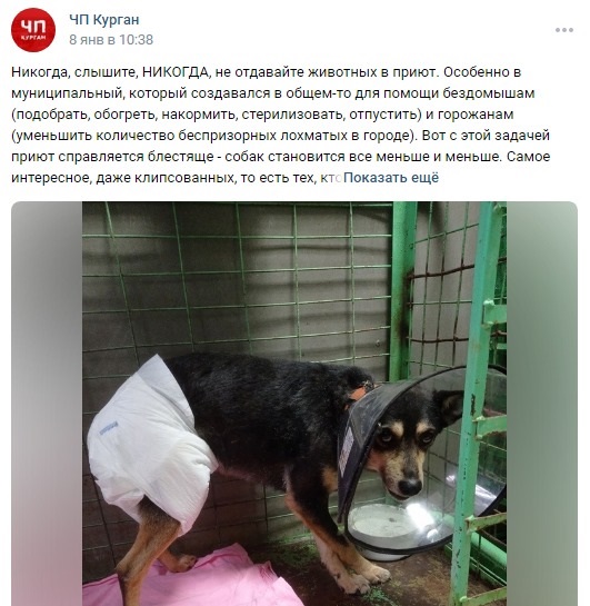 приют - фейк1