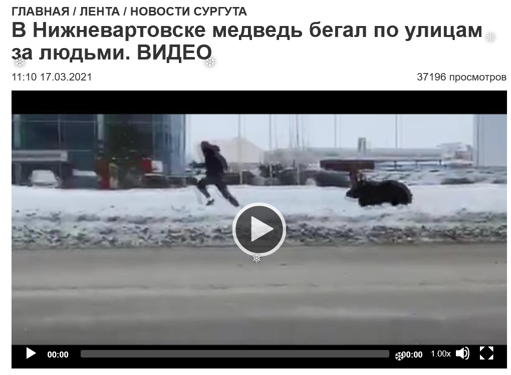 Screenshot 2023 01 12 At 18 32 54 V Nizhnevartovske Medved Begal Po Uliczam Za Lyudmi. Video