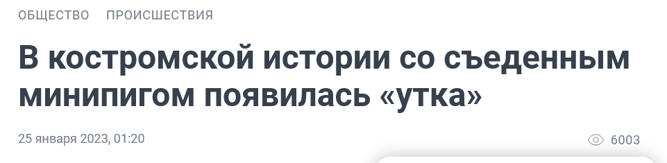 Screenshot 2023 01 25 At 17 35 50 V Kostromskoj Istorii So Sedennym Minipigom Poyavilas Utka