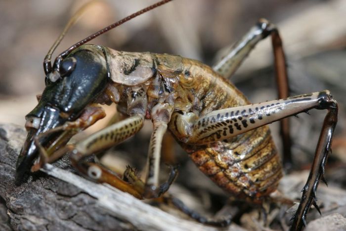 Giant Weta 13