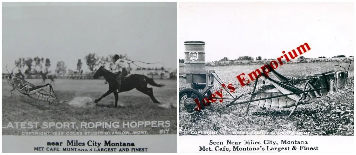 Grasshopper Collage.jpg 3