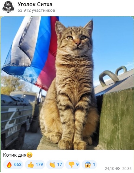 Котик_1
