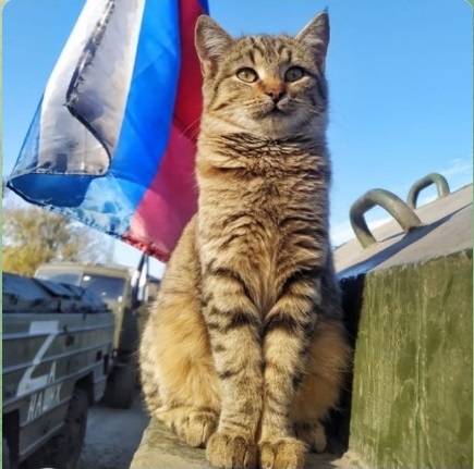 Котик_5