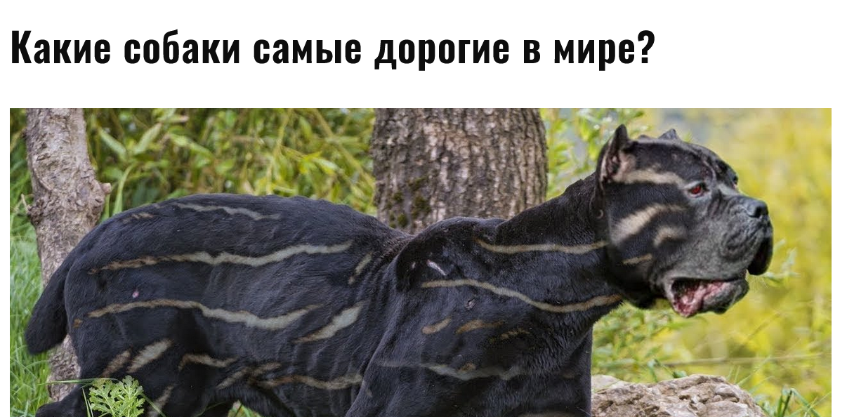 Screenshot 2023 02 02 At 17 13 28 Kakie Sobaki Samye Dorogie V Mire Zhenskij Blog