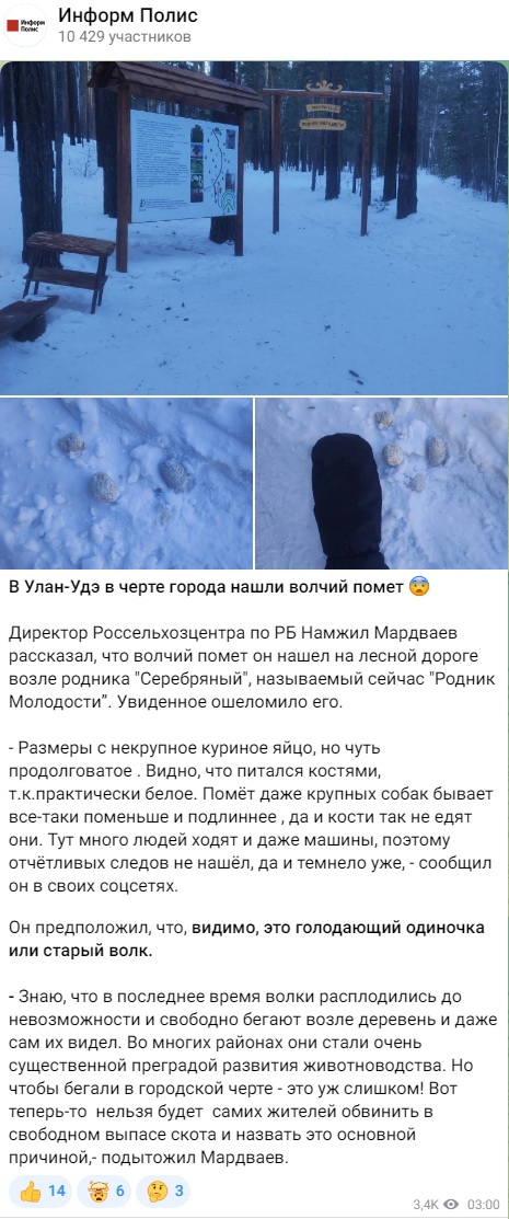 Волк_1