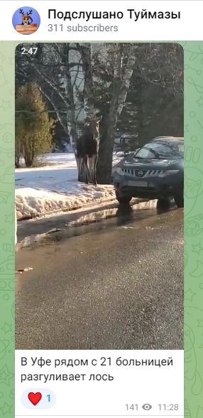 Лось_1