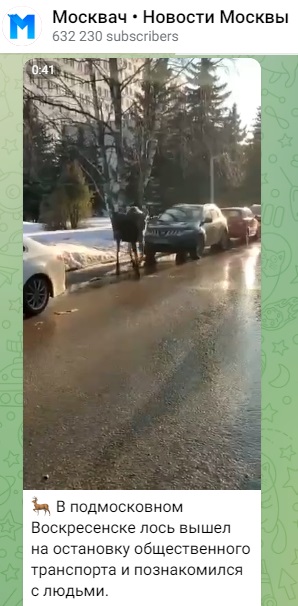 Лось_2