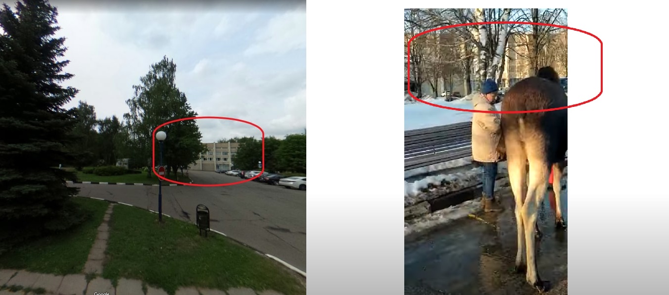 Лось_6