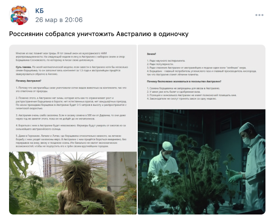 Австралию уничтожат Борщевиком Сосновского