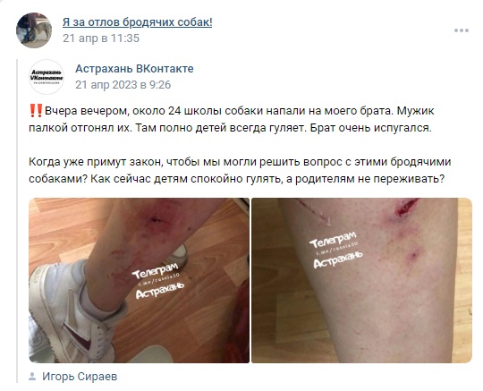 Астрахань_собаки_1