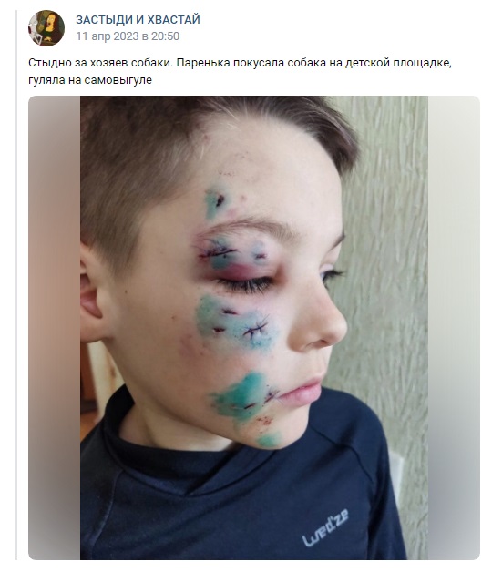 Астрахань_собаки_2