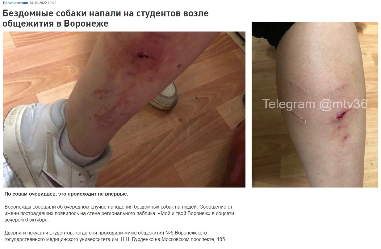 Астрахань_собаки_3