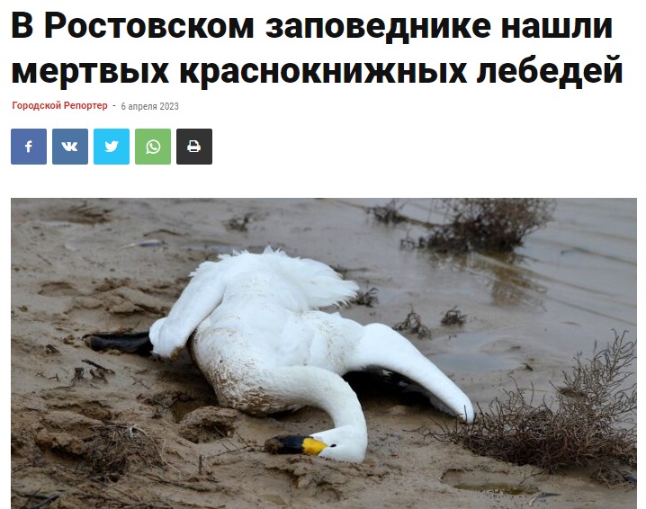 Лебеди_6
