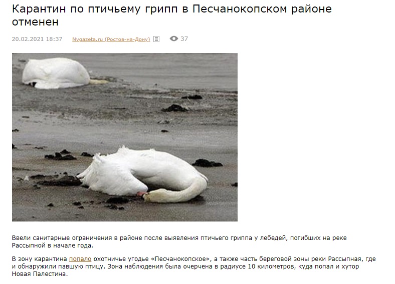 Лебеди_7