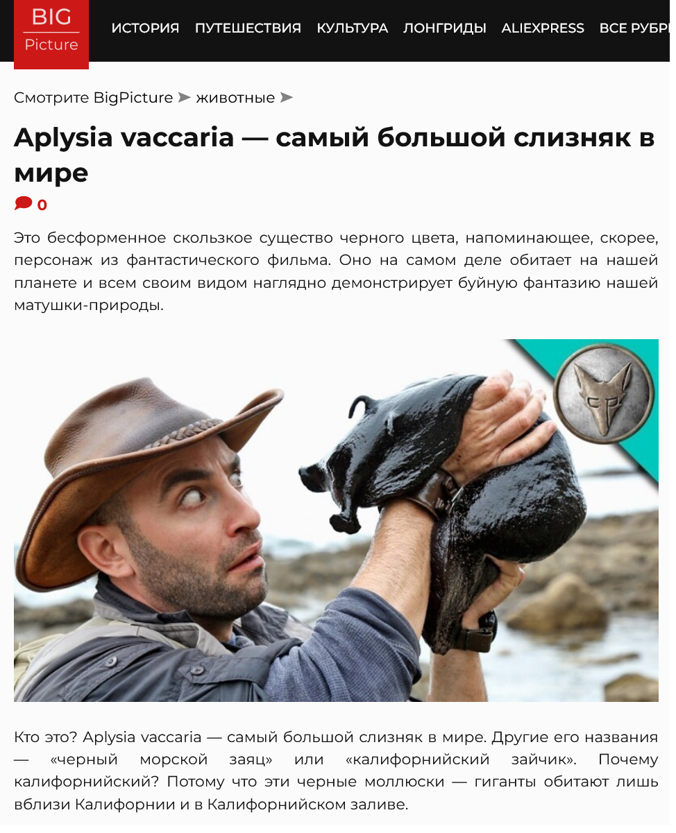 Screenshot 2023 07 24 At 16 11 28 Aplysia Vaccaria — Samyj Bolshoj Sliznyak V Mire