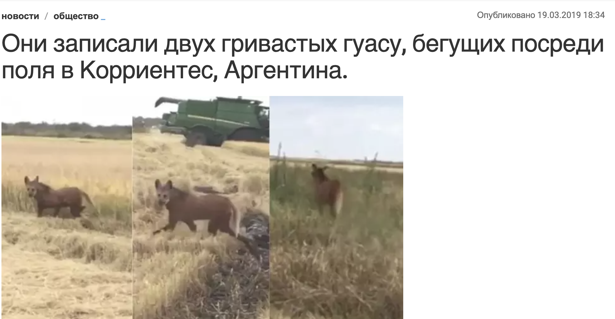 двух гривистых волков бегущих по полю засняли в Корриентес Аргентина