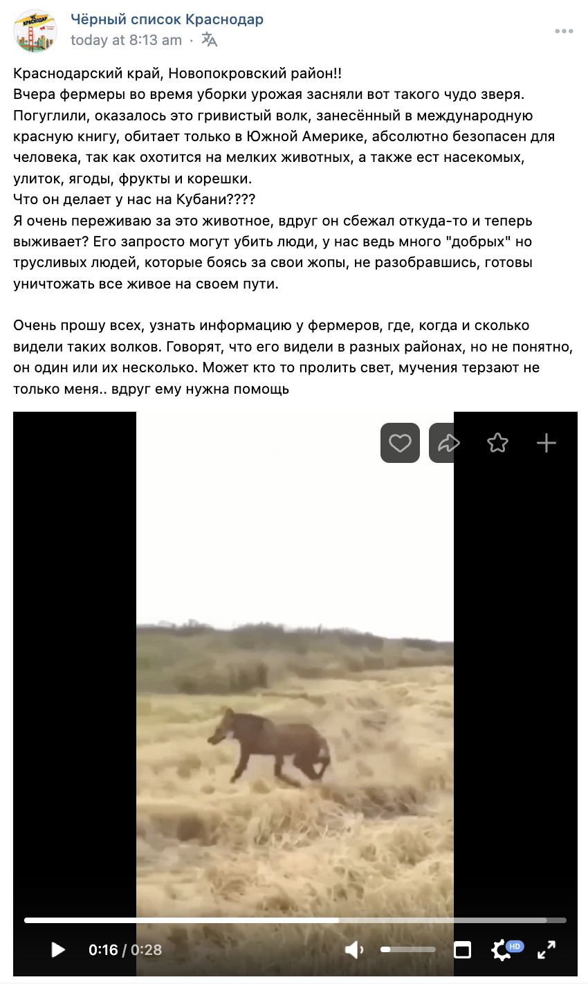гривистый волк в Новопокровском районе Краснодарского края