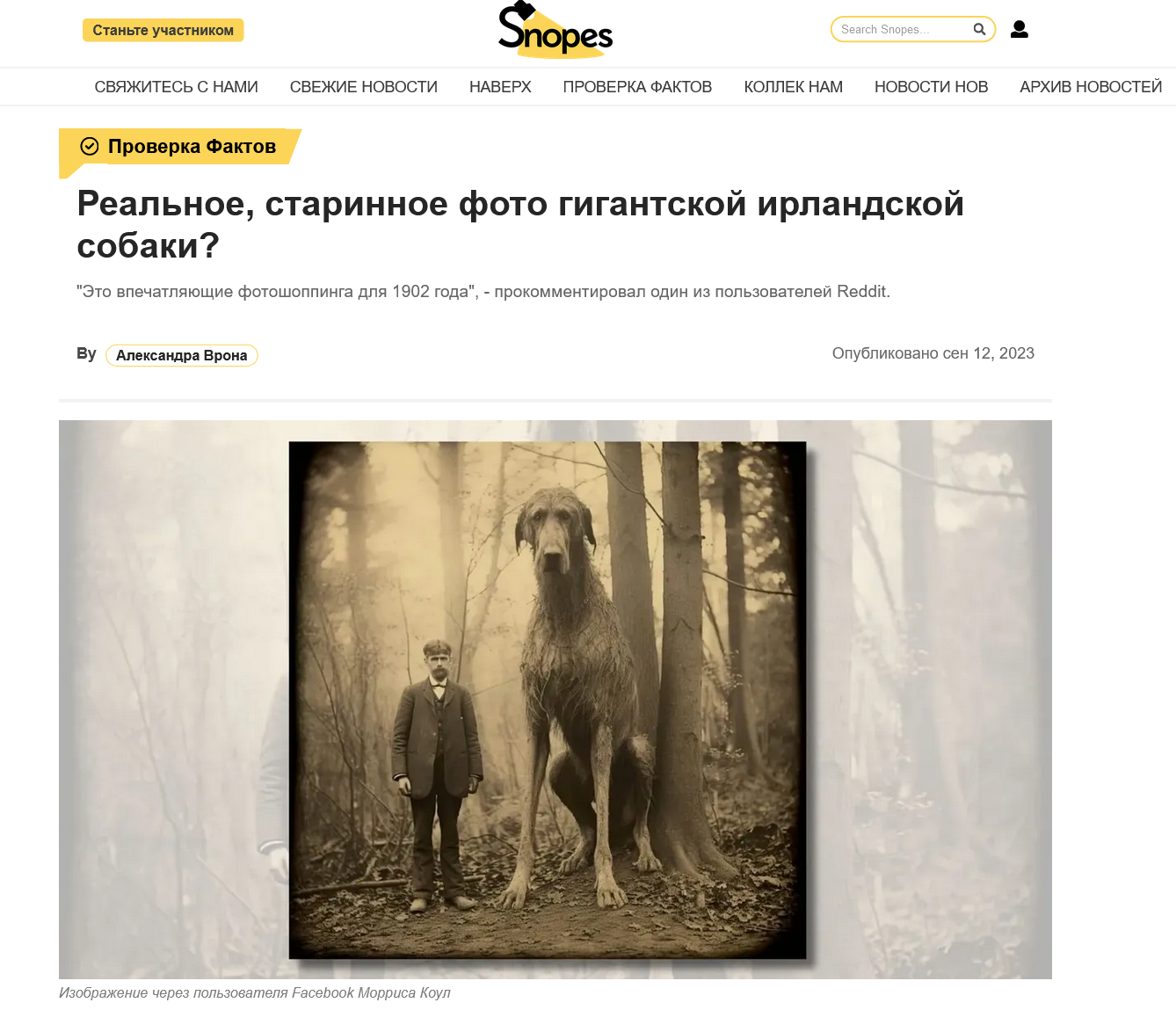 реальное старинное фото гигантской ирландской собаки?