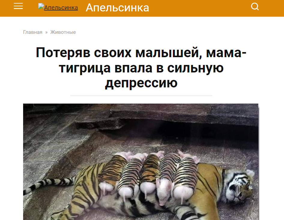 тигрица кормит поросят