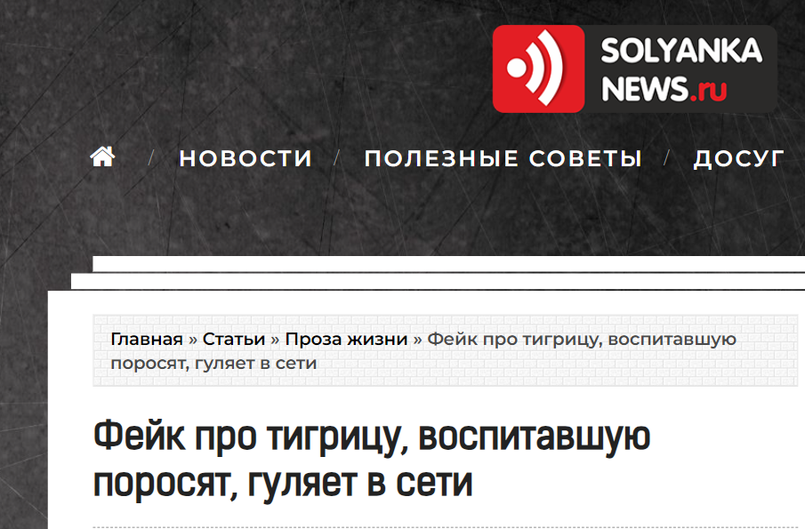 тигр воспитывает поросят