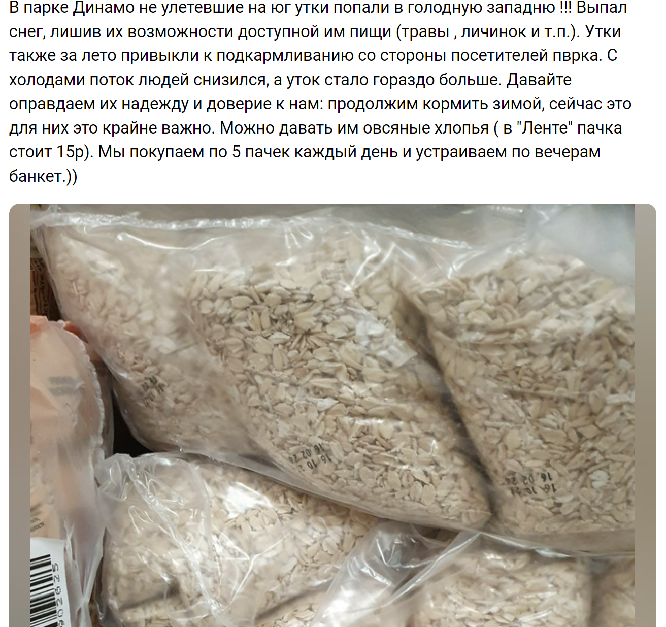 в Воронеже голодают утки