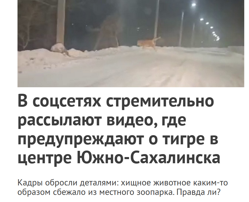 тигры в центре Сахалина