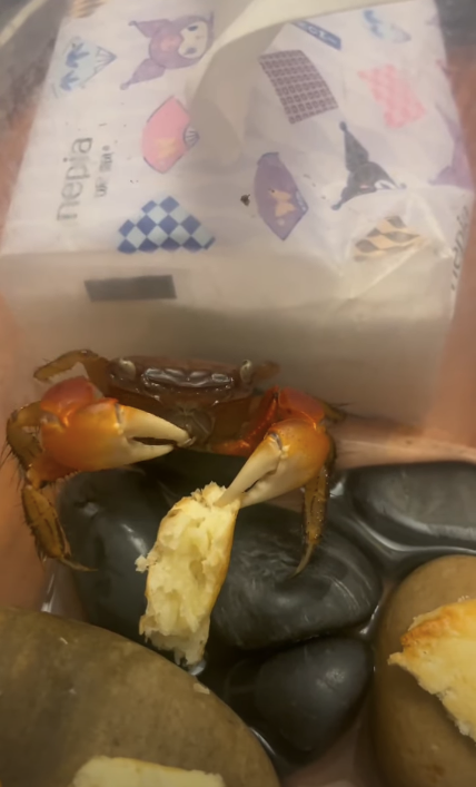 китайский краб кушает хлеб пока его варят в кипятке