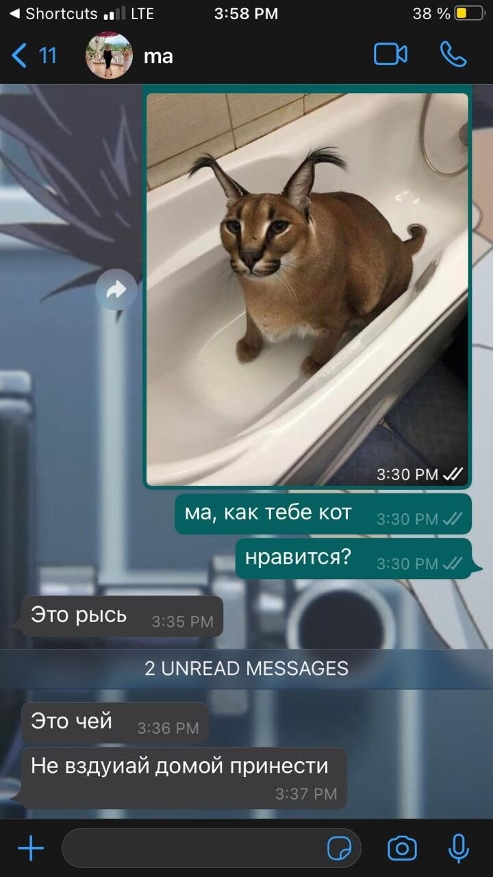 это рысь? не вздумай домой принести