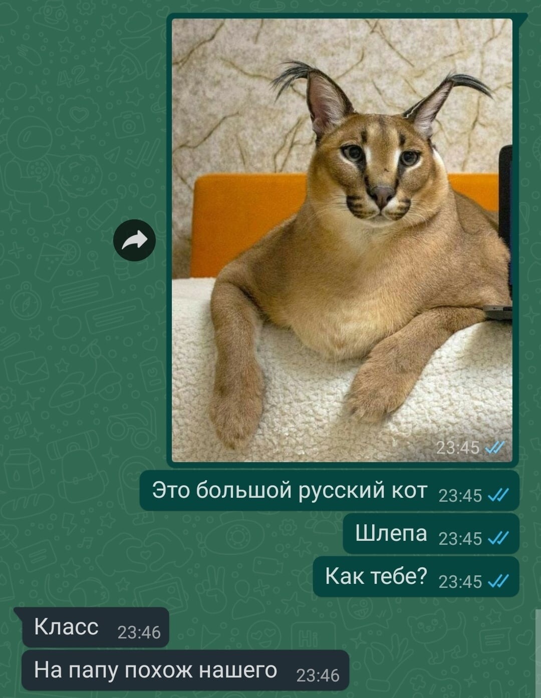 мем большой русский кот на папу нашего похож