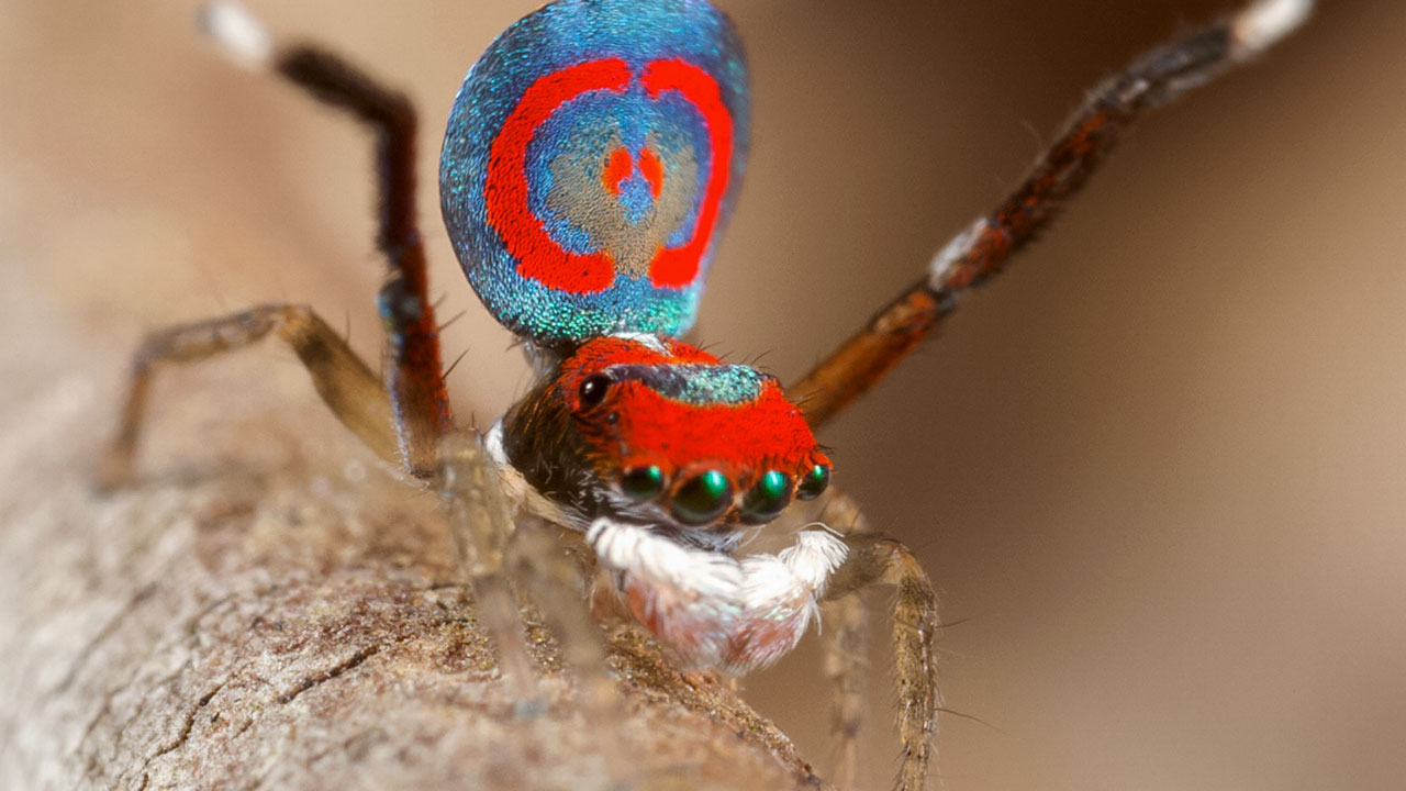 Peacockspider2 16x9
