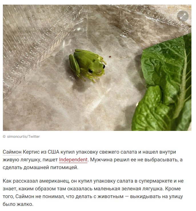 Ljagushka V Salate