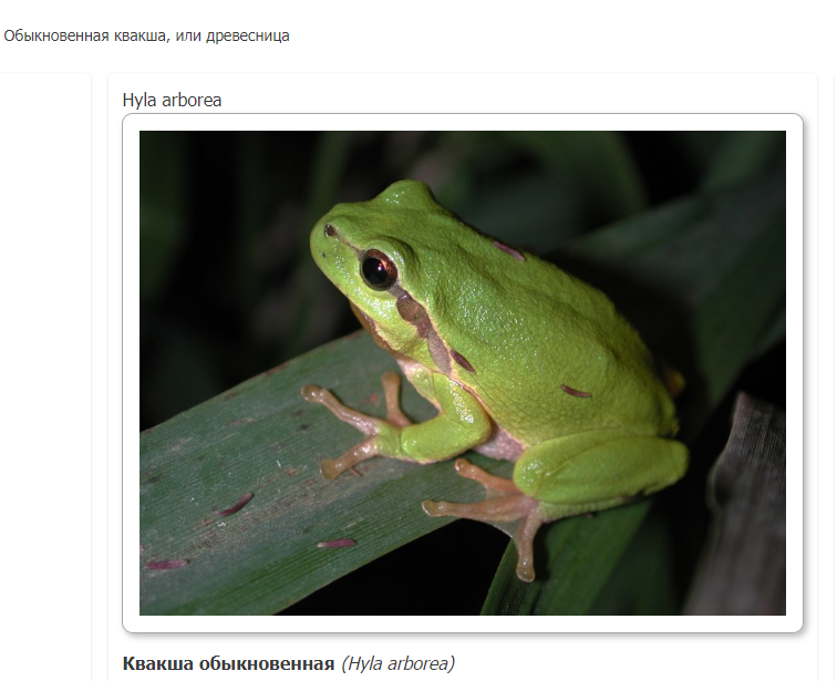 Obyknovennaja Kvaksha