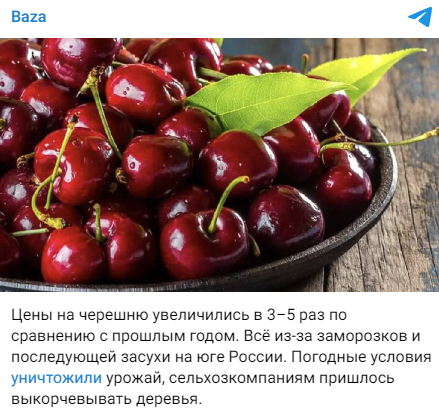 Chereshnja Fejk 1