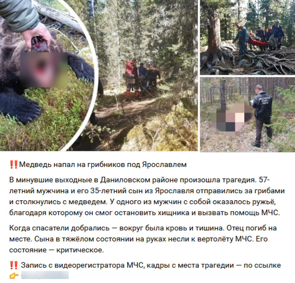 Medved Ja