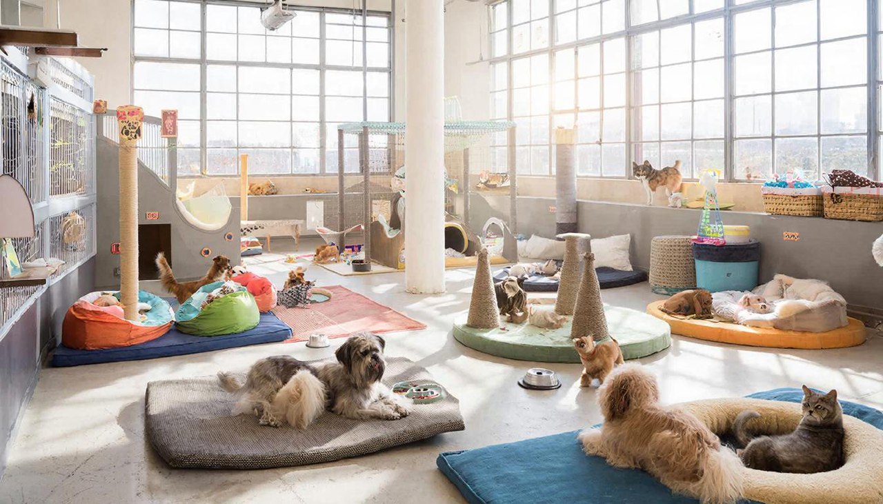 Киану Ривз открыл самый большой приют для кошек и собак в мире