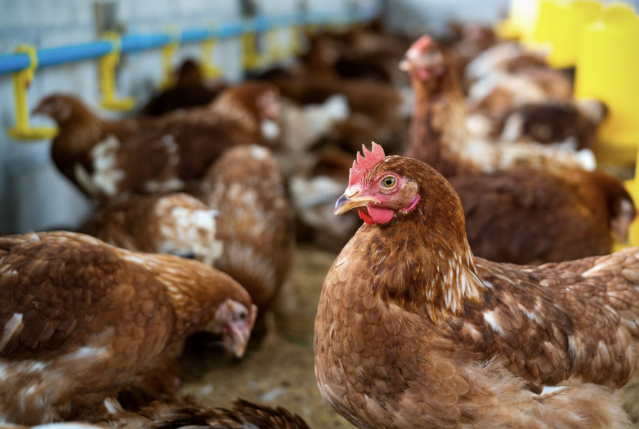 Кур нужно нести на регистрацию в МФЦ
