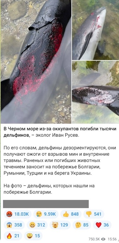 Черноморские дельфины массово гибнут из-за взрывов российских мин