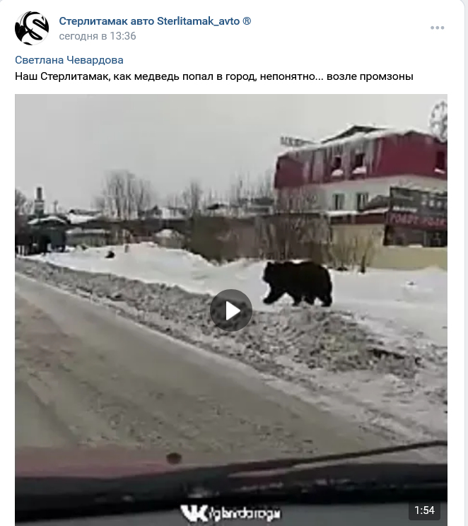 На улицах города Стерлитамак в Башкортостане видели медведя