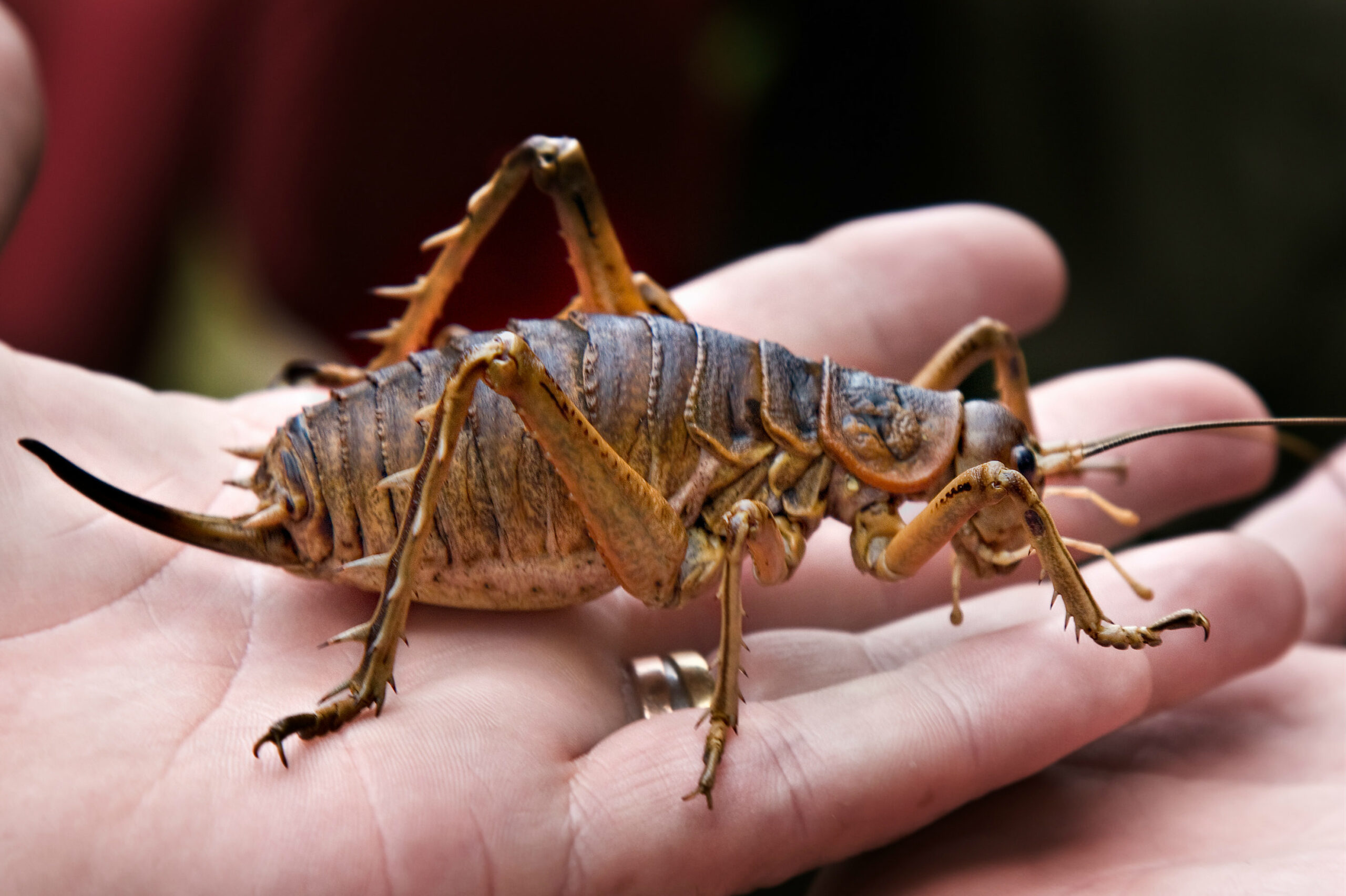 В США обитали гигантские насекомые