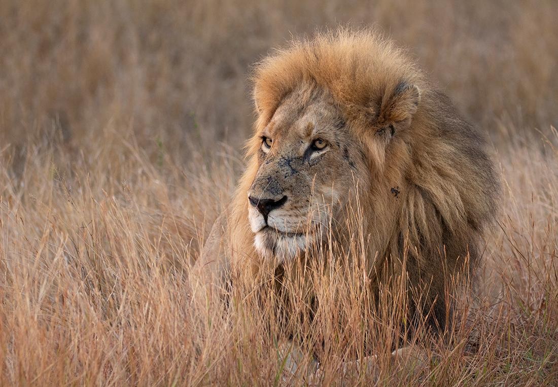 У льва случился припадок после вакцинации против Covid-19