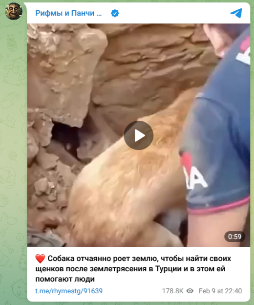 В Турции собака пыталась откопать своих щенков из-под завалов