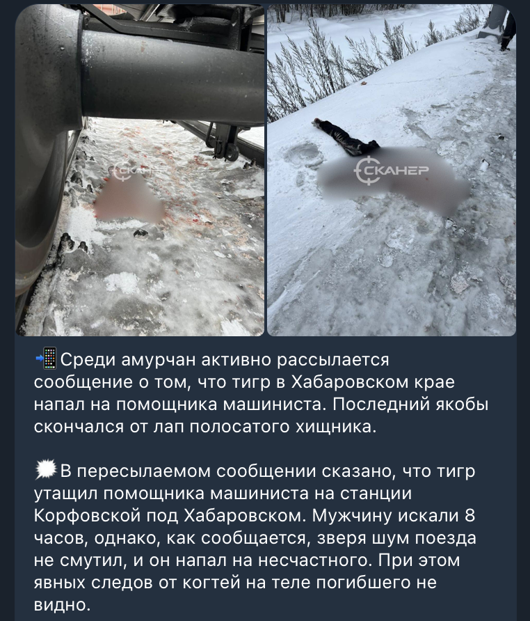 Тигр напал на работника железной дороги в Хабаровском крае