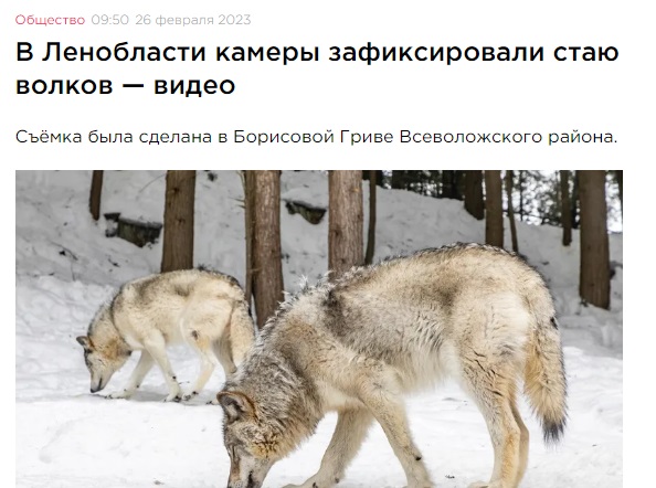 волки в Борисовой Гриве Всеволожского района Ленобласти оказались фейком