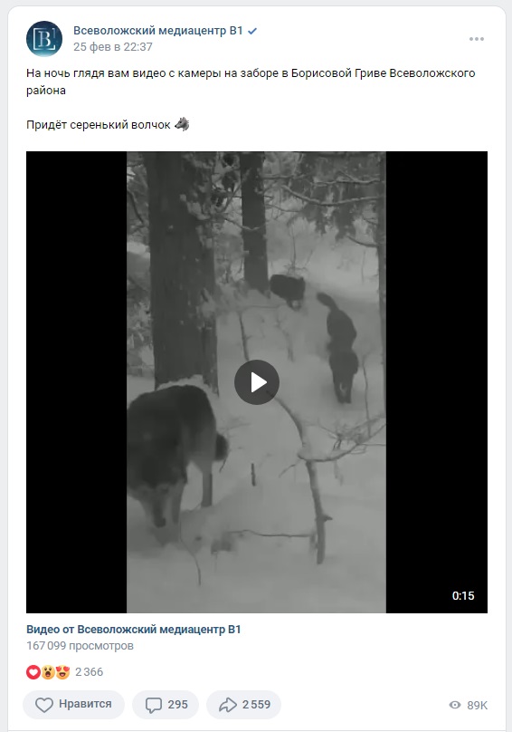 в Ленинградской области камеры зафиксировали стаю волков
