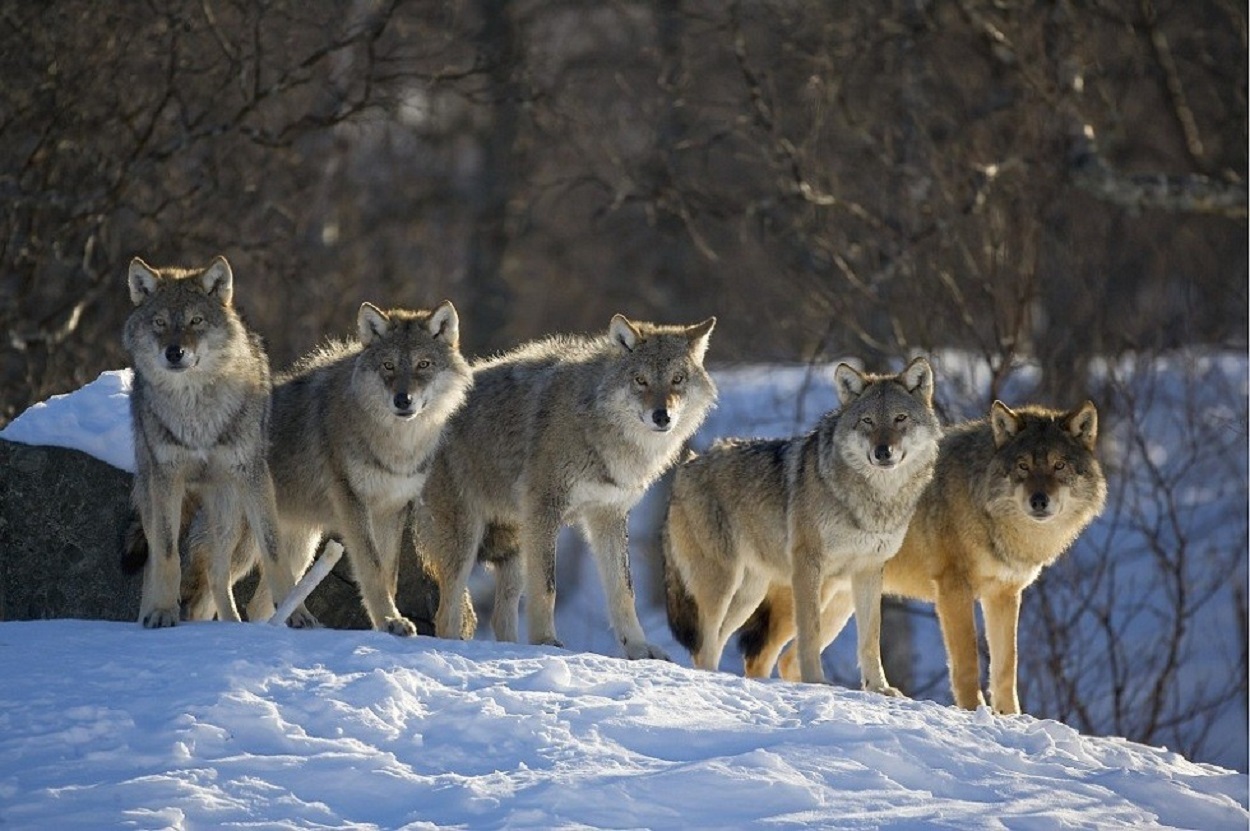 В Ленобласти камеры зафиксировали стаю волков
