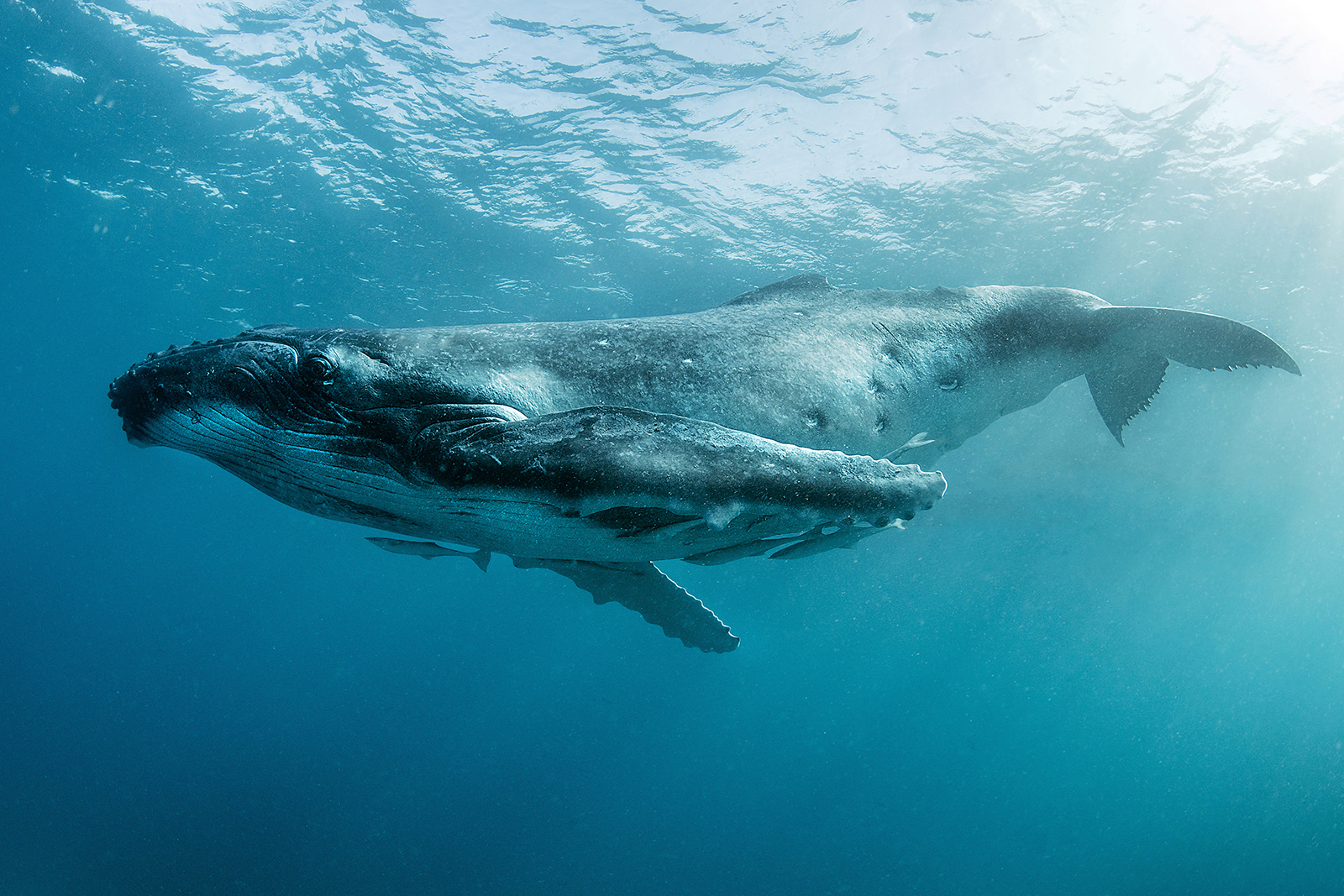 Морские ветряные турбины убивают китов